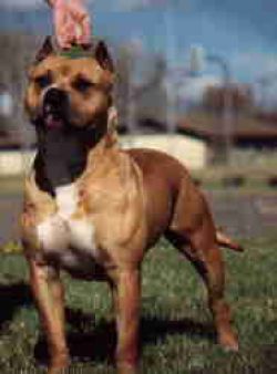 picture of dog