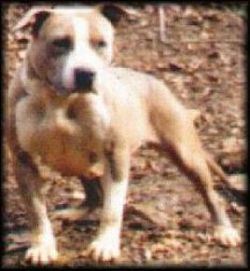 picture of dog