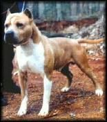 picture of dog