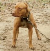 picture of dog