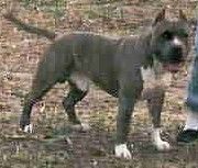 picture of dog
