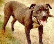 picture of dog
