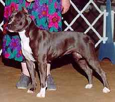 picture of dog