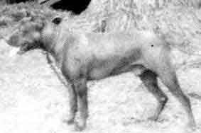 picture of dog
