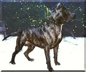 picture of dog