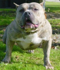 picture of dog