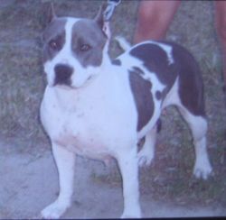 picture of dog