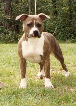 picture of dog