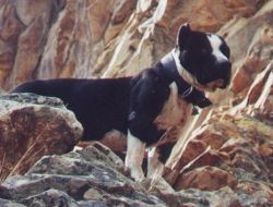 picture of dog