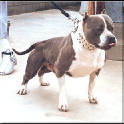 picture of dog