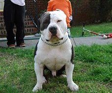 picture of dog
