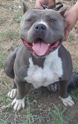 picture of dog