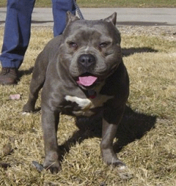 picture of dog