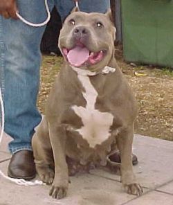 picture of dog