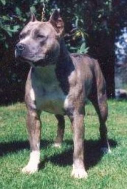 picture of dog