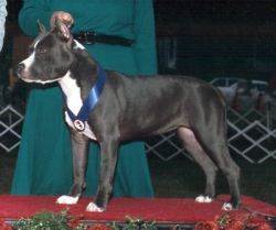 picture of dog
