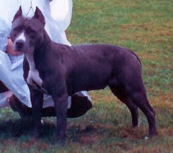 picture of dog