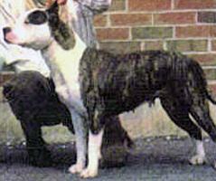 picture of dog