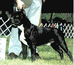 picture of dog
