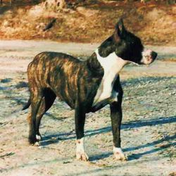 picture of dog