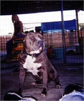 picture of dog