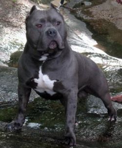 picture of dog
