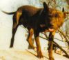 picture of dog