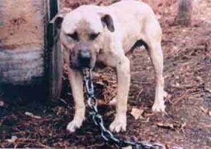 picture of dog