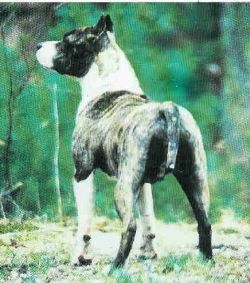 picture of dog