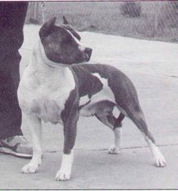 picture of dog