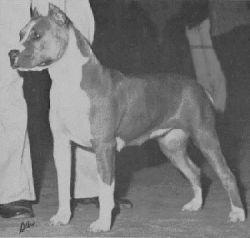 picture of dog