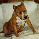 picture of dog