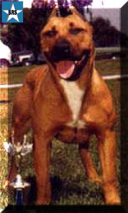 picture of dog