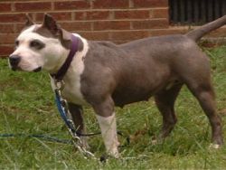 picture of dog