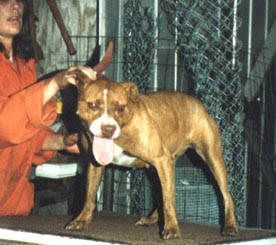 picture of dog