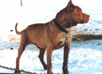 picture of dog