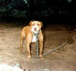 picture of dog