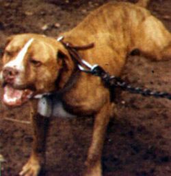 picture of dog