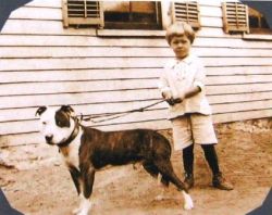 picture of dog