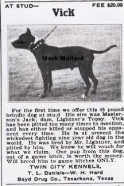 picture of dog