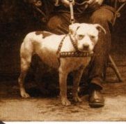 picture of dog