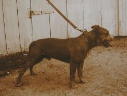 picture of dog