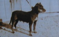picture of dog