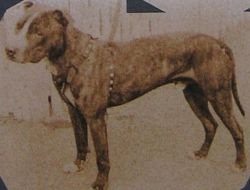 picture of dog