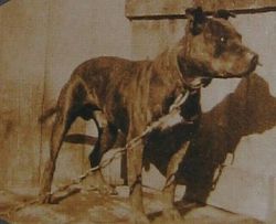 picture of dog