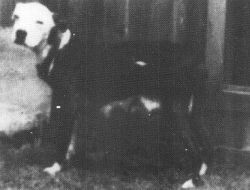 picture of dog