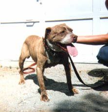 picture of dog