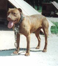 picture of dog