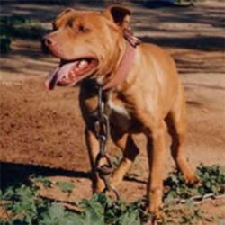 picture of dog