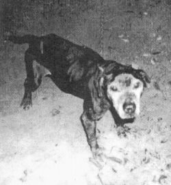 picture of dog